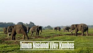 Taman Nasional Way Kambas