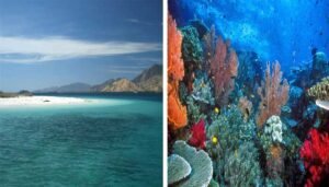 Destinasi Favorit Untuk Diving Dan Snorkeling Di Nusa Tenggara Timur 