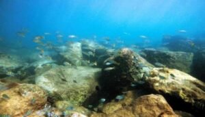 Destinasi Favorit Untuk Diving Dan Snorkeling Di Nusa Tenggara Timur 